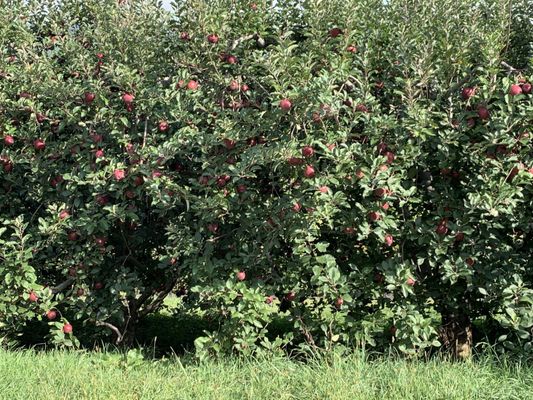 Barber Orchards Fruit Stand by null