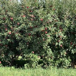 Barber Orchards Fruitstand - Just one of the apple varieties.