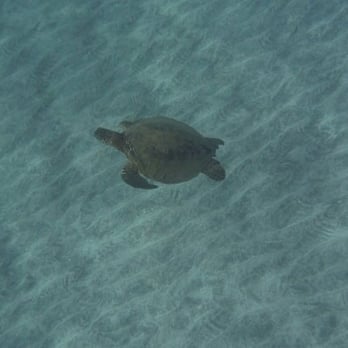 Hike Maui - sea turtle! - Tours Near Me - Kahului, Hawaii