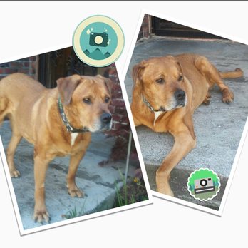 Fircrest Veterinary Hospital - Leo feels so much better after surgery! - Veterinarians Near Me - University Place, Washington Fircrest Veterinary Hospital - Leo feels so much better after surgery! - Veterinarians Near Me - University Place, Washington