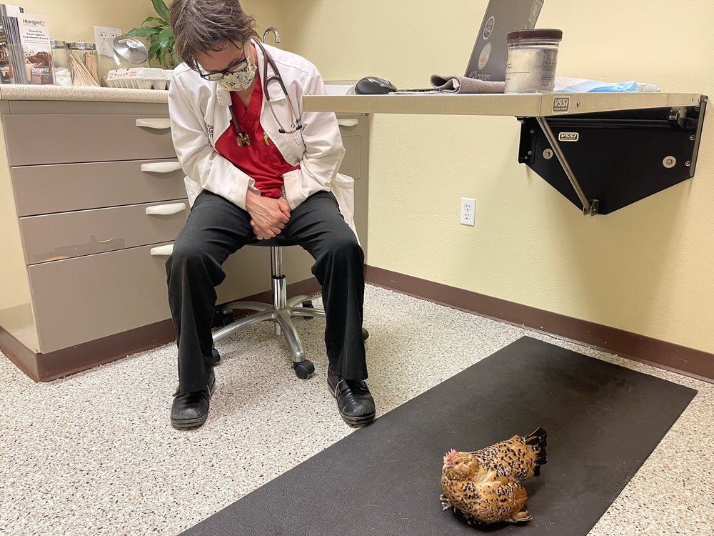 VARSITY VETERINARY CENTER Updated September 2024 37 Reviews 2010