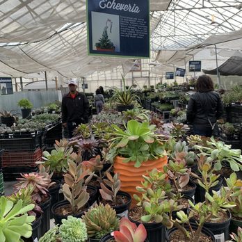 Pastorino's Flowers - Florists Near Me - Half Moon Bay, California