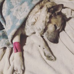 Nala, dog, Nala, dog,