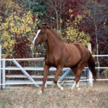 Brookside Equestrian Center - Garwain a/k/a Gordon - Horseback Riding Near Me - North Smithfield, Rhode Island Brookside Equestrian Center - Garwain a/k/a Gordon - Horseback Riding Near Me - North Smithfield, Rhode Island