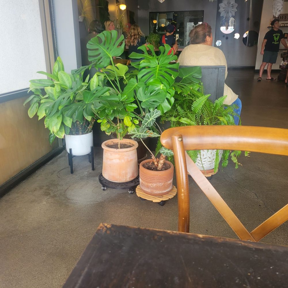 Brot Coffee - So many plants inside! - Coffee & Tea Near Me - Orange, California Brot Coffee - So many plants inside! - Coffee & Tea Near Me - Orange, California