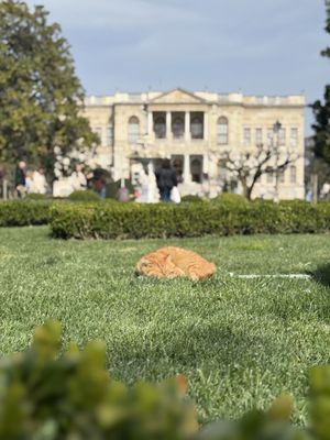 Dolmabahçe Palace by null