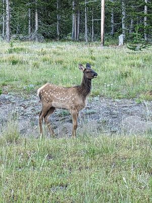 Grant Village by null