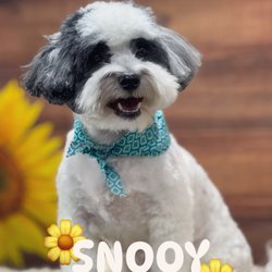 Happy Dog Spa