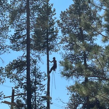 Capelli’s Timber and Land Services - a man climbing a tree - Tree Services Near Me Capelli’s Timber and Land Services - a man climbing a tree - Tree Services Near Me