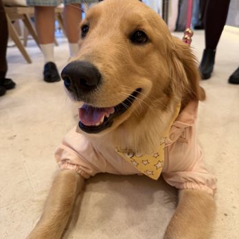 La La Land - Dog friendly - Cafes Near Me - Los Angeles, California La La Land - Dog friendly - Cafes Near Me - Los Angeles, California