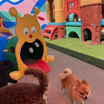 Exotic Paws - Some jungle gym structures for the doggies! - Pet Boarding Near Me Exotic Paws - Some jungle gym structures for the doggies! - Pet Boarding Near Me