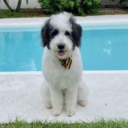 Beach Groomers Pet Salon - Logan fresh from the groomers