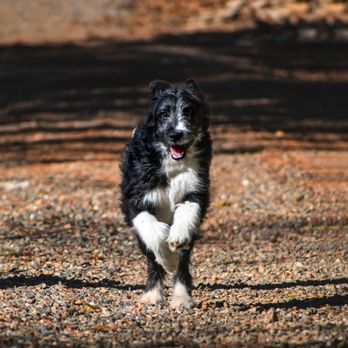 Redwood Bordoodles - Pet Breeders Near Me Redwood Bordoodles - Pet Breeders Near Me