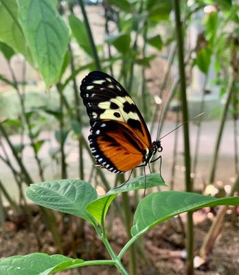 Texas Discovery Gardens at Fair Park by null