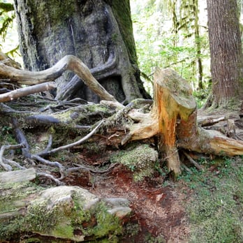 Camp Hayden - hoh rain forest - Campgrounds Near Me