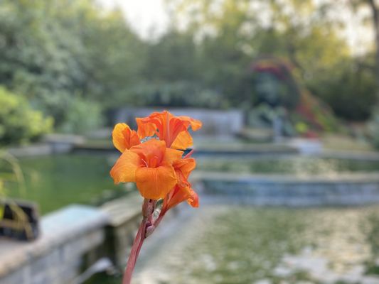 Atlanta Botanical Garden by null