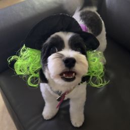 After grooming