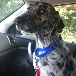 Photo of VIP Pet Grooming Studio - Wantagh, NY, United States