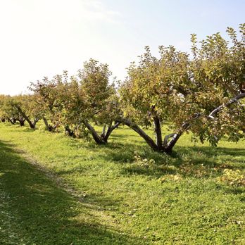 Wasem Fruit Farm - Orchard - Pick Your Own Farms Near Me - Milan, Michigan