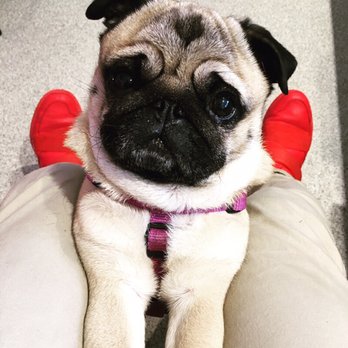 Stanley Bark - Beautiful pepper looking for some lovin' - Pet Sitting Near Me - Vancouver, British Columbia