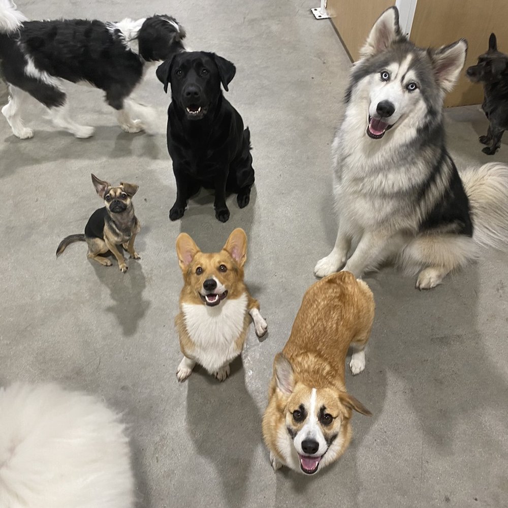 Dogdrop - Pet Sitting Near Me - Los Angeles, California Dogdrop - Pet Sitting Near Me - Los Angeles, California