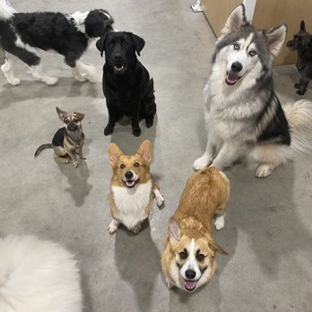 Dogdrop - Pet Sitting Near Me - Los Angeles, California