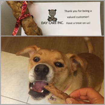 Four Paws Day Care - A sweet treat for Shea from her friends at Four Paws! - Pet Groomers Near Me - Studio City, California Four Paws Day Care - A sweet treat for Shea from her friends at Four Paws! - Pet Groomers Near Me - Studio City, California