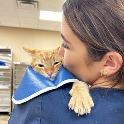Texas Coalition for Animal Protection
