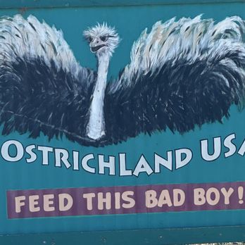 Ostrichland USA - Attraction Farms Near Me - Solvang, California Ostrichland USA - Attraction Farms Near Me - Solvang, California