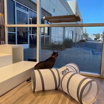 Club Cat - Happy Hour time in the large playroom at Club Cat. - Pet Boarding Near Me - Irvine, California Club Cat - Happy Hour time in the large playroom at Club Cat. - Pet Boarding Near Me - Irvine, California