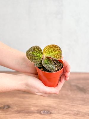 Ed's Plant Shop by null