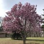 Photo of Burholme Park