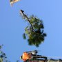 Photo of Tree Top Tree Service