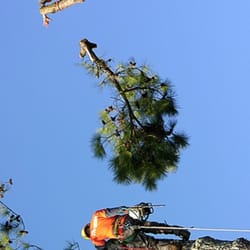 Tree Top Tree Service