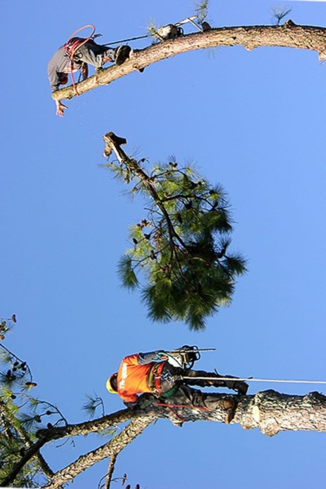 Tree Top Tree Service - tree service in Bowie, MD