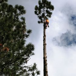 Terra Heights Landscaping - Big and dangerous, safley handled!