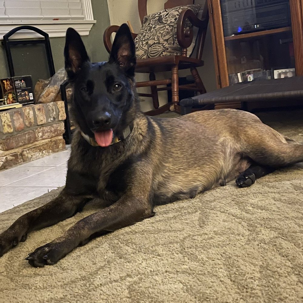 K-9 Kwik Klip - Just back from K-9 Kwik Klip - Pet Sitting Near Me - Lumberton, Texas K-9 Kwik Klip - Just back from K-9 Kwik Klip - Pet Sitting Near Me - Lumberton, Texas