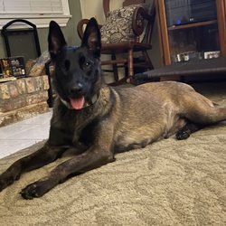 K-9 Kwik Klip - Just back from K-9 Kwik Klip