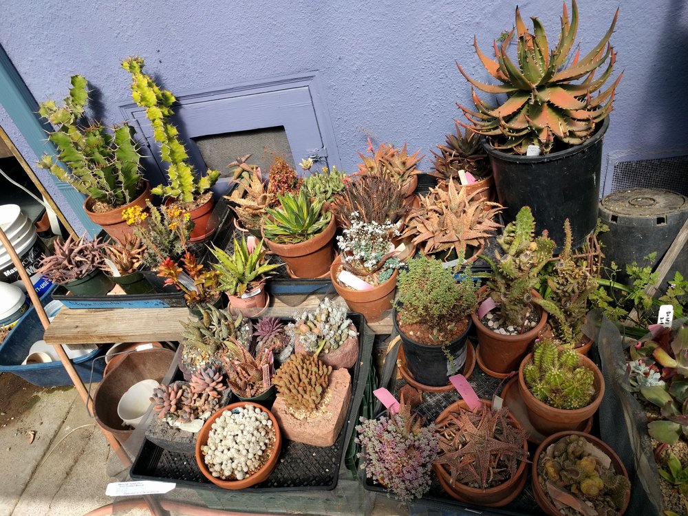 SUCCULENTS AND CACTI CLOSED 22 Photos & 23 Reviews Berkeley