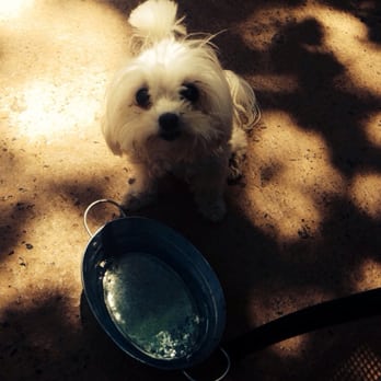 Testarossa Winery - Water dish provided by the outdoor wine bar! She had a blast as did her owners!!! - Wineries Near Me - Los Gatos, California Testarossa Winery - Water dish provided by the outdoor wine bar! She had a blast as did her owners!!! - Wineries Near Me - Los Gatos, California