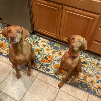 Helix Pet Hospital - Rocky and Apollo Vizsla Byrne. 8 years and 5 months respectively. Happy dogs. - Veterinarians Near Me - La Mesa, California Helix Pet Hospital - Rocky and Apollo Vizsla Byrne. 8 years and 5 months respectively. Happy dogs. - Veterinarians Near Me - La Mesa, California