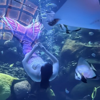 Silverton Casino - Swim with a mermaid. - Hotels Near Me - Las Vegas, Nevada Silverton Casino - Swim with a mermaid. - Hotels Near Me - Las Vegas, Nevada