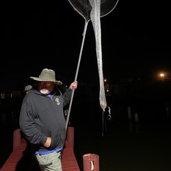 Anchor Hardware & Storage - Shrimp dipping net.