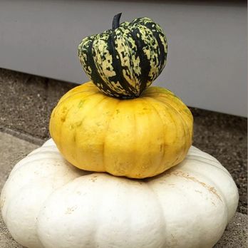 Oak Hill Tree Farm - Pumpkin Patches Near Me - Crawfordsville, Indiana Oak Hill Tree Farm - Pumpkin Patches Near Me - Crawfordsville, Indiana