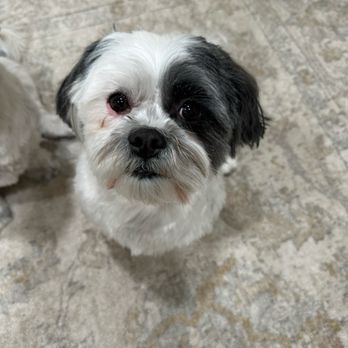 PetSmart - Pet Training Near Me - Newton, New Jersey
