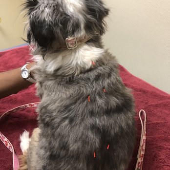 Harmony Veterinary Care - Acupuncture. So helpful. - Veterinarians Near Me - Prescott, Arizona Harmony Veterinary Care - Acupuncture. So helpful. - Veterinarians Near Me - Prescott, Arizona
