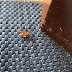 Vacasa North Carolina - More dead roaches in the living room.