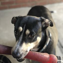 Paws and Plan Pet Care Solutions - Cute