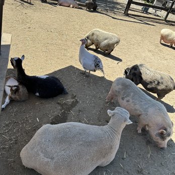 SoCalMiniPigs - Pet Breeders Near Me - Valley Center, California SoCalMiniPigs - Pet Breeders Near Me - Valley Center, California