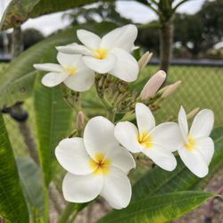 Plumerias are one of my favorite flowers. So beautiful.